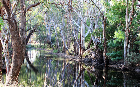 Creek Scene - Tocumwal New South Wales
